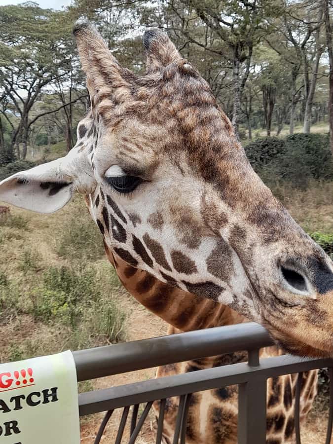 Nairobi: National Park, Elephant Orphanage, and Giraffe Tour - Should you book this Nairobi wildlife tour?