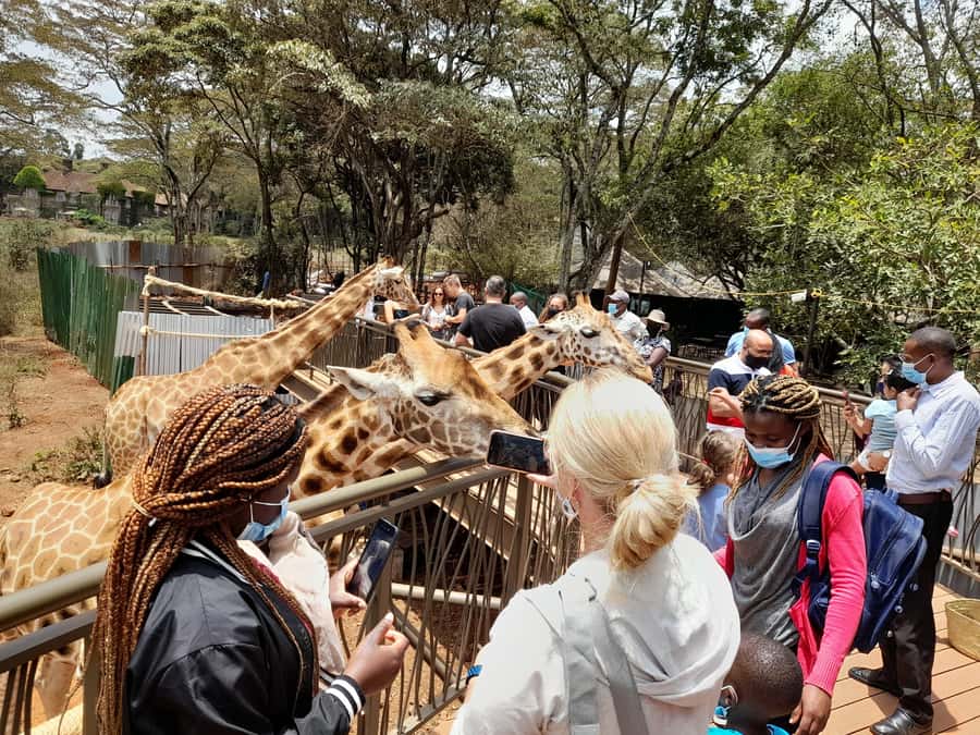 Nairobi: National Park, Elephant Orphanage, and Giraffe Tour - The David Sheldrick Wildlife Trust and the elephant orphanage