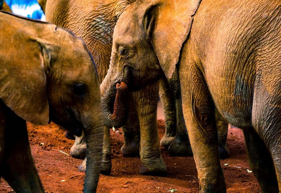 Nairobi: National Park, Elephant Orphanage & Giraffe Center - Key points to know before booking