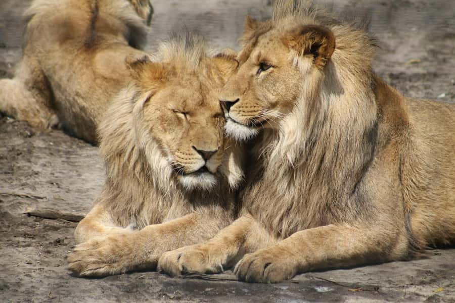 Nairobi: National Park, Elephant Orphanage & Giraffe Center - Why Nairobi National Park is the right first stop