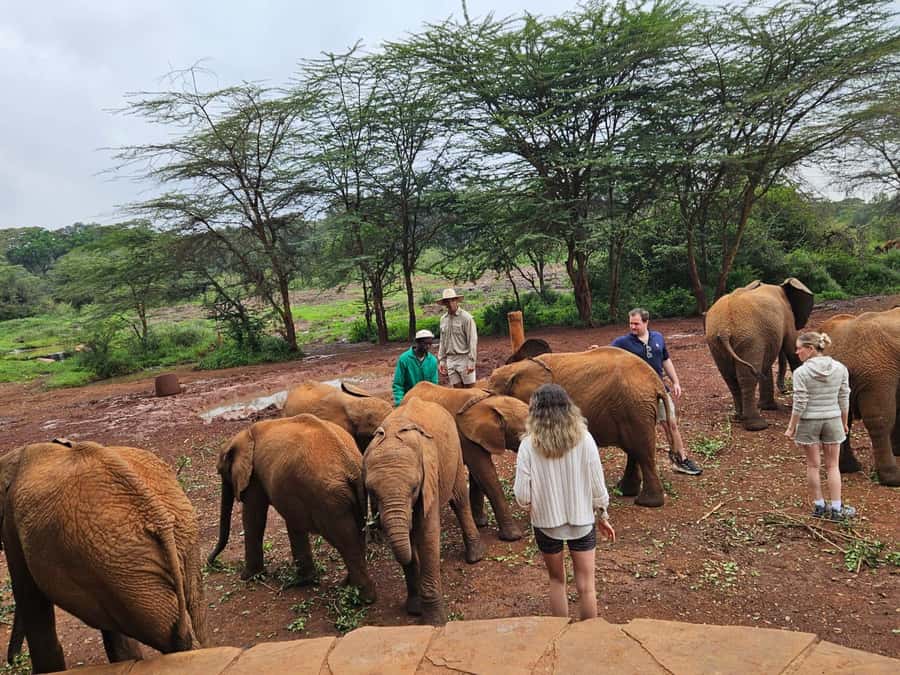 Nairobi: National Park, Elephant Orphanage & Giraffe Center - What guides add to the experience