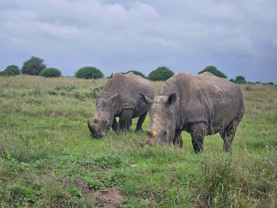 Nairobi: National Park, Elephant Orphanage & Giraffe Center - Is the $20 price really good value?