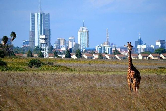 Nairobi National Park,Elephant Orphanage, Giraffe Center and Karen Blixen Museum - Why this Nairobi day tour works