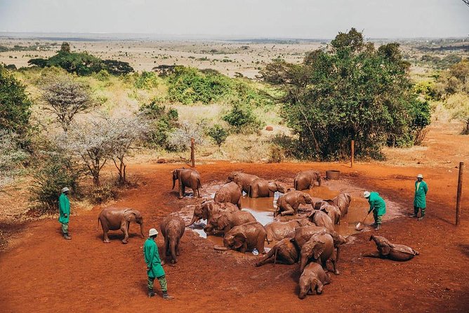 Nairobi National Park,Elephant Orphanage, Giraffe Center and Karen Blixen Museum - Feeding Rothschild giraffes at the Giraffe Centre