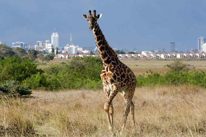 Nairobi National Park,Elephant Orphanage, Giraffe Center and Karen Blixen Museum - Karen Blixen Museum at the foot of the Ngong Hills