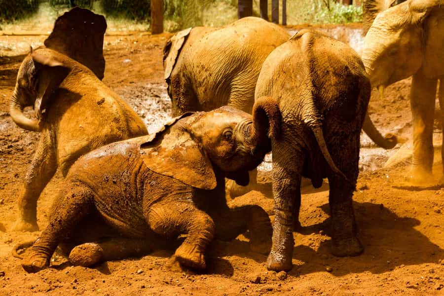 Nairobi: National Park, Elephant Orphanage, & Giraffe Center - Four hours among wildlife near the city