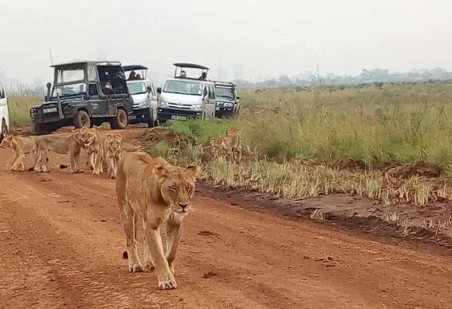 Nairobi: National Park, Elephant Orphanage, & Giraffe Centre - Key points to know before booking