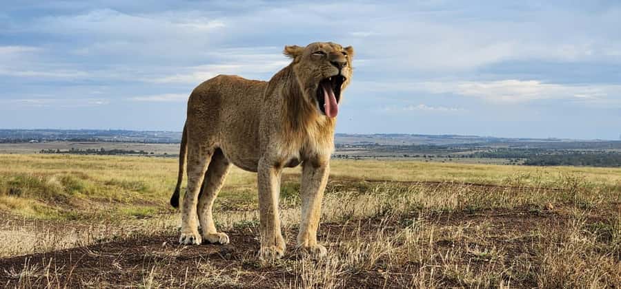 Nairobi: National Park, Elephant Orphanage, & Giraffe Centre - A Nairobi day built around four very different stops