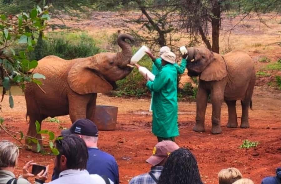 Nairobi: National Park, Elephant Orphanage, & Giraffe Centre - The David Sheldrick Wildlife Trust from 11 a.m. to noon