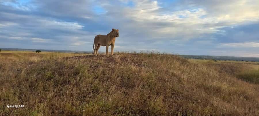 Nairobi: National Park, Elephant Orphanage, & Giraffe Centre - Nairobi National Park, wildlife beside the city