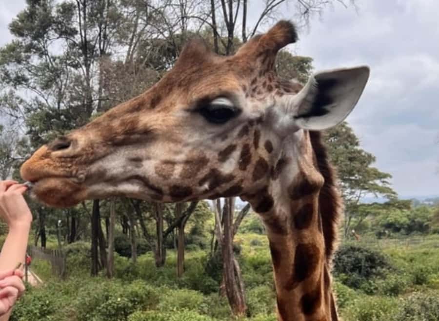 Nairobi: National Park, Elephant Orphanage, & Giraffe Centre - Giraffe Centre and the Rothschild giraffe
