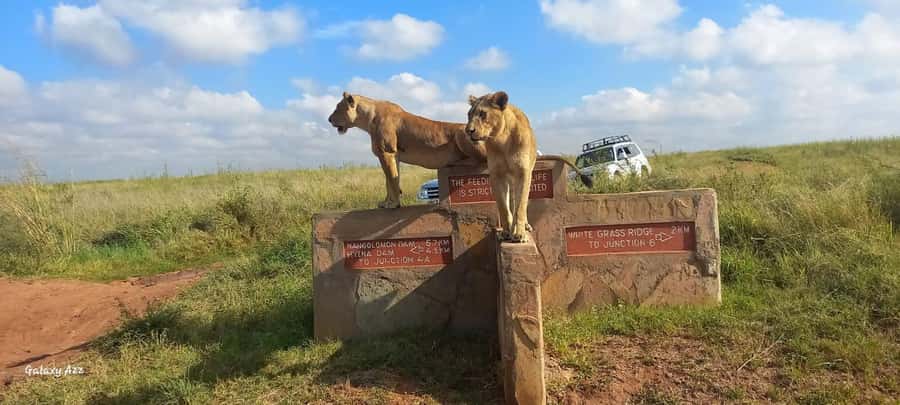 Nairobi: National Park, Elephant Orphanage, & Giraffe Centre - What the $76 price really means