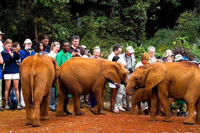 Nairobi National Park, Elephant Orphanage, Giraffe Centre Tour - Rhinos, lions, and the value of the morning drive