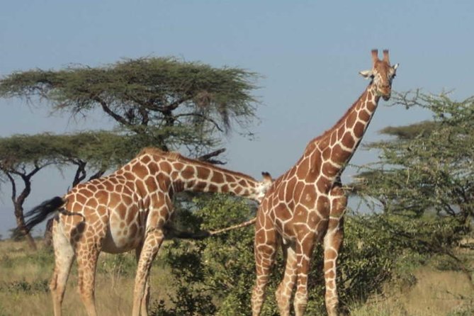 Nairobi National Park, Elephant Orphanage, Giraffe Centre Tour - Karen Blixen Museum and the cost of four admissions