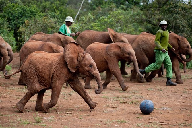 Nairobi National Park, Elephant Orphanage, Giraffe Centre Tour - Who will get the most from this tour?