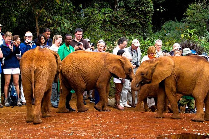 Nairobi National Park, Elephant Orphanage, Giraffe Centre Tour - The elephant orphanage adds a human story