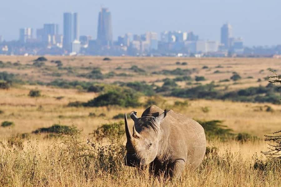 Nairobi: National Park, Elephant Orphanage, & Giraffe Centre - Karen Blixen’s house and the old coffee farm