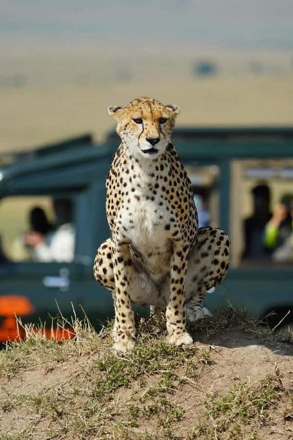 Nairobi: National Park, Elephant Orphanage & Giraffe Tour - Five details worth knowing before you book