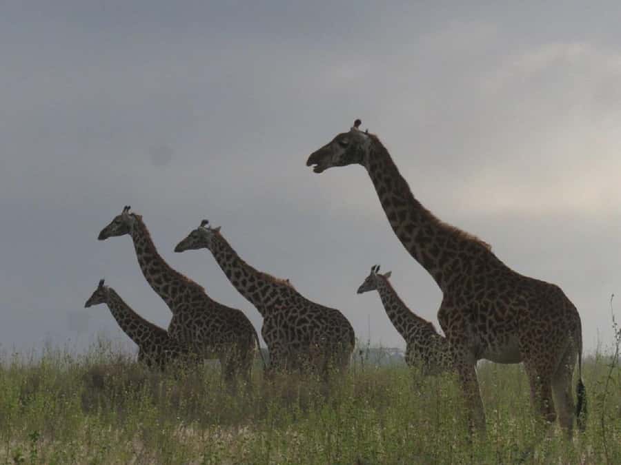 Nairobi: National Park, Elephant Orphanage & Giraffe Tour - Feeding Rothschild giraffes at the Giraffe Centre