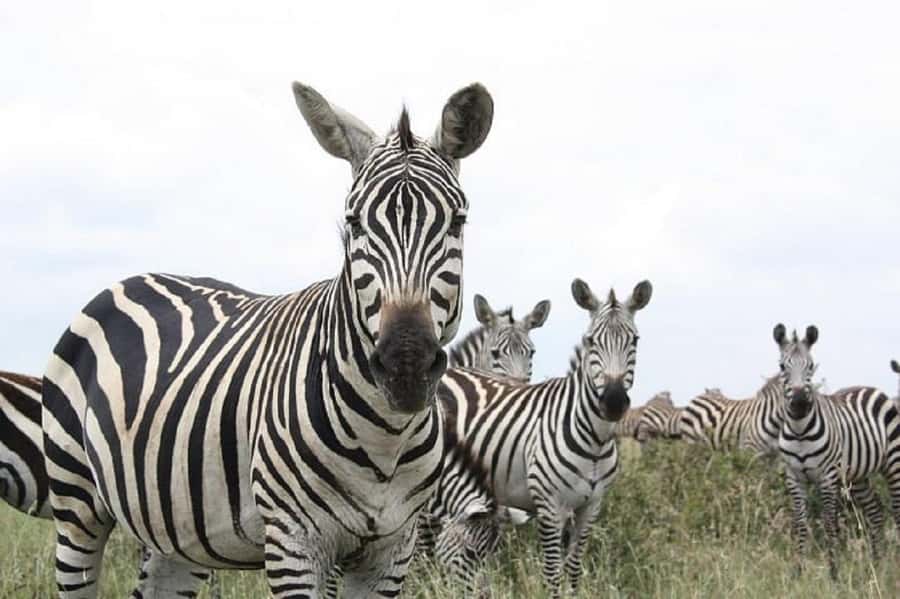 Nairobi: National Park, Elephant Orphanage & Giraffe Tour - Baby elephants at the David Sheldrick Wildlife Trust