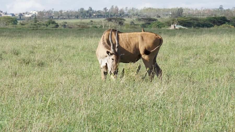 Nairobi: National Park, Elephant Orphanage & Giraffe Tour - Lunch and the practical rhythm of the day