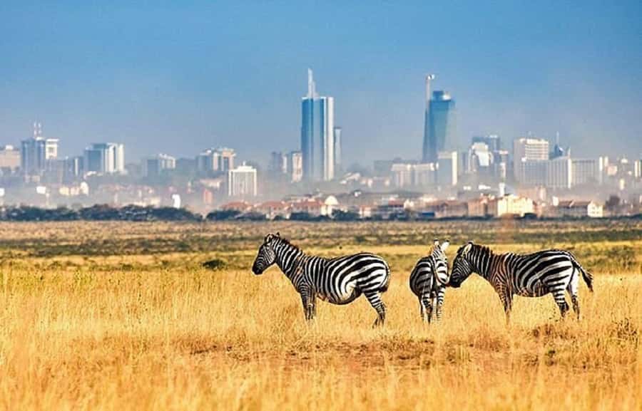 Nairobi: National Park, Elephant Orphanage & Giraffe Tour - Tips for getting more from the day