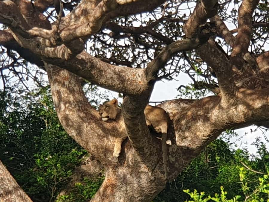 Nairobi; National Park, Elephant Sanctuary & Giraffe Center. - Feeding Rothschild giraffes at the Giraffe Centre