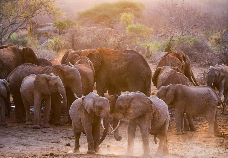 Nairobi; National Park, Elephant Sanctuary & Giraffe Center. - Who should book this eight-hour outing?
