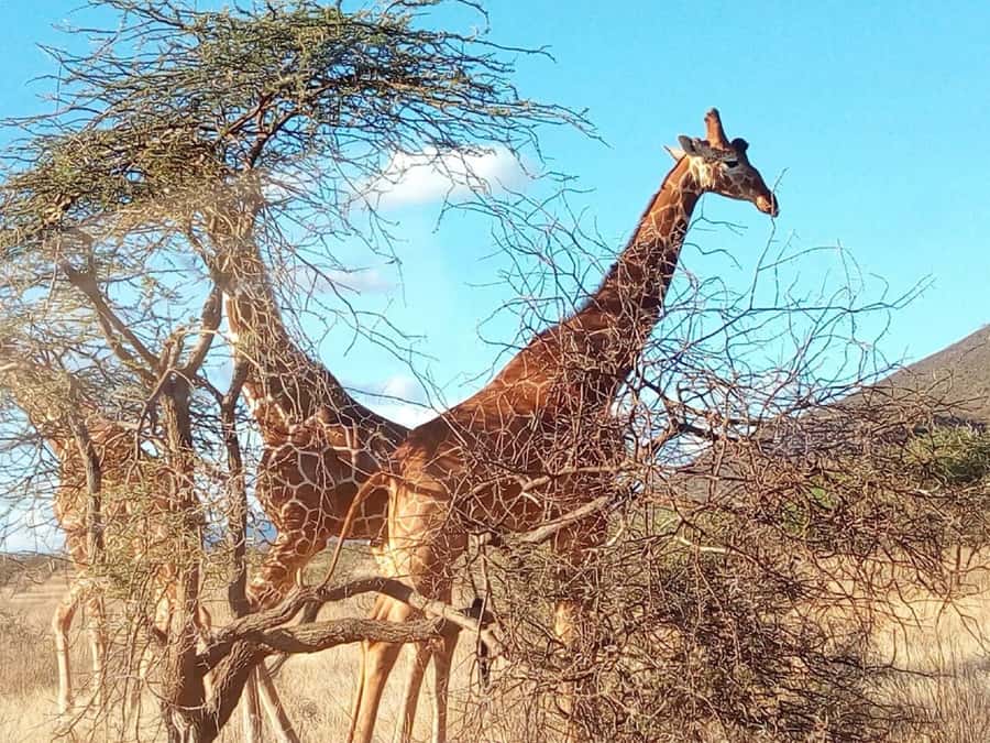 Nairobi National Park, Elephants, Giraffes & Bomas Day Trip - Key points to know before booking