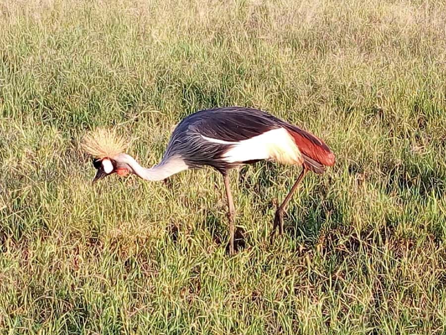 Nairobi National Park, Elephants, Giraffes & Bomas Day Trip - Who will enjoy this Nairobi day trip?