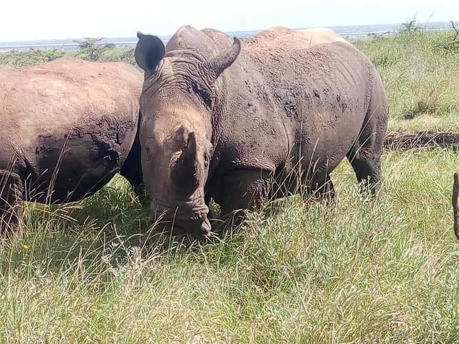 Nairobi National Park, Elephants, Giraffes & Bomas Day Trip - Baby elephants at the David Sheldrick Wildlife Trust