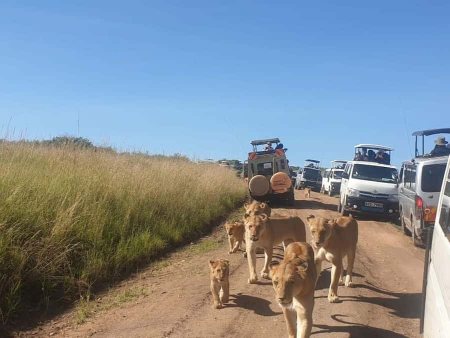 Nairobi National Park Evening Game Drive - Key points at a glance