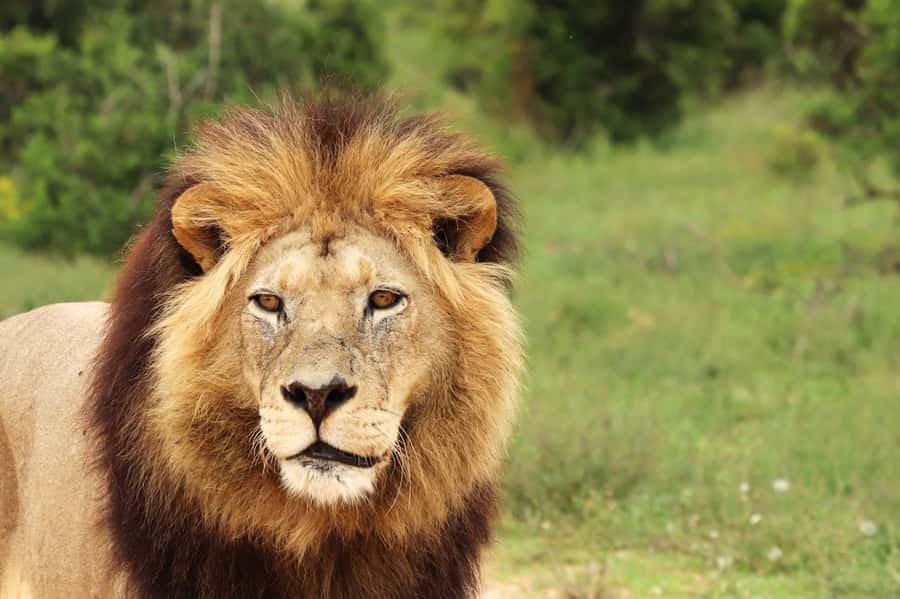 Nairobi National Park: Free WIFI connection - A Nairobi safari without leaving the city