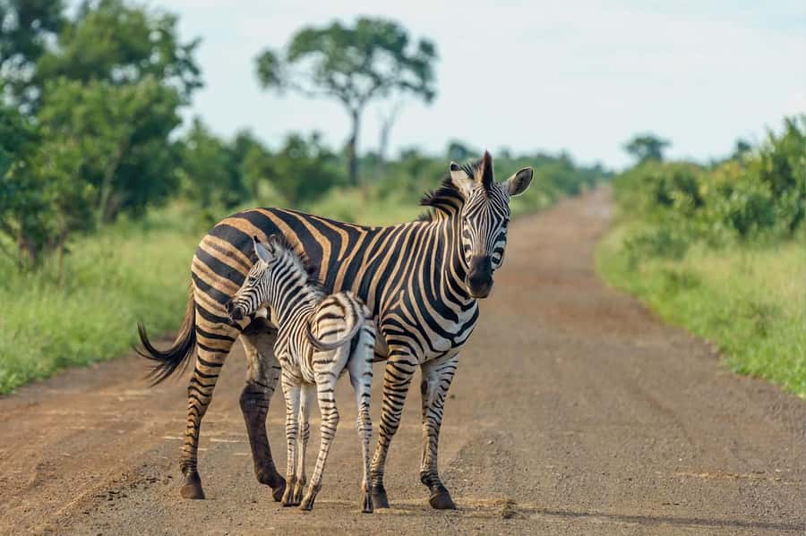 Nairobi National Park: Free WIFI connection - What makes the animals worth the time