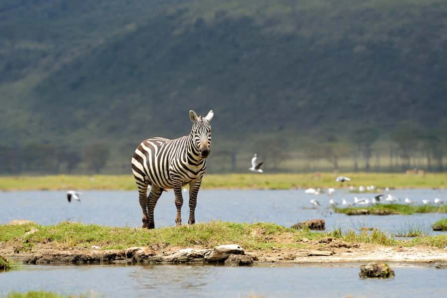 Nairobi National Park: Free WIFI connection - Kobe Beads Factory adds a human side