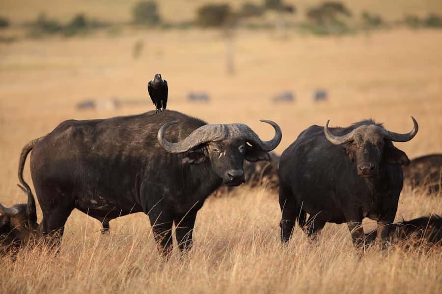 Nairobi National Park: Free WIFI connection - Is the $80 price good value?