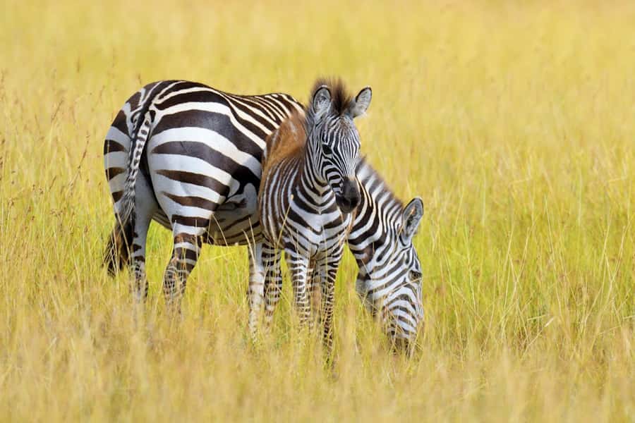 Nairobi National Park: Free WIFI connection - Pickup, timing, and practical comfort