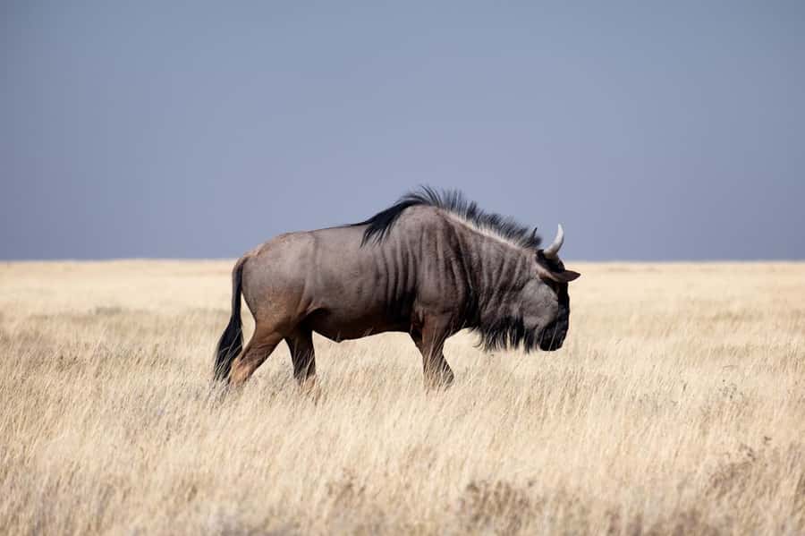 Nairobi National Park: Free WIFI connection - The four-hour game drive