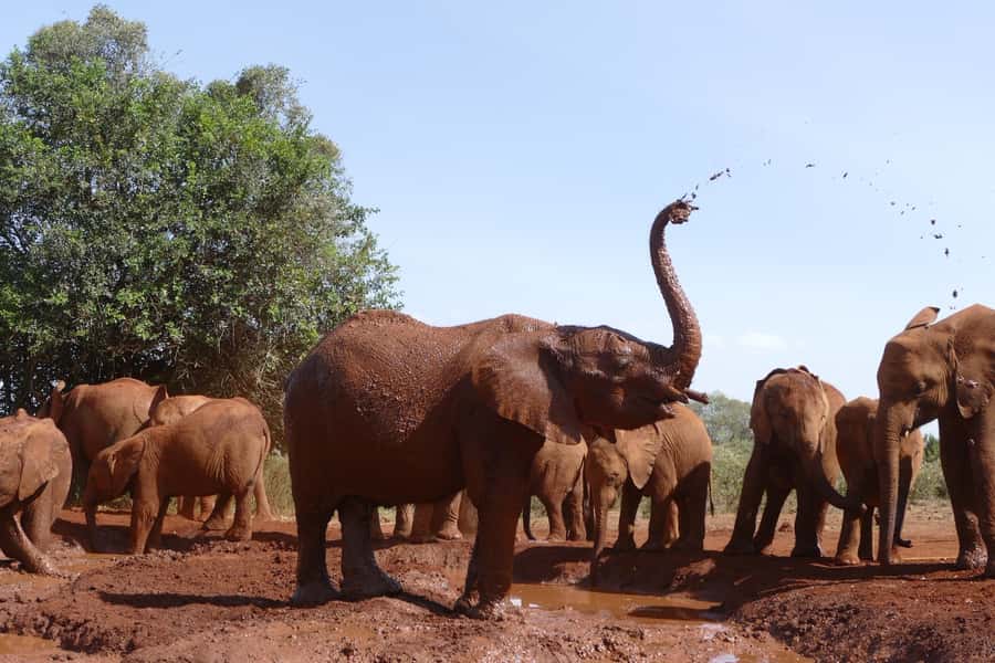 Nairobi National Park Full-Day Tour: Private 4WD with Guide - Why Nairobi National Park makes a strong morning safari
