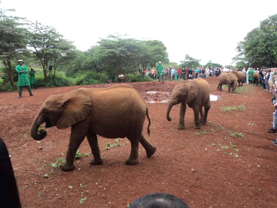 Nairobi National Park Full-Day Tour: Private 4WD with Guide - Is $460 per person fair?