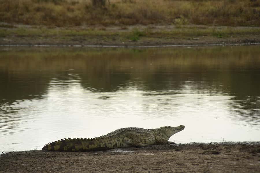 Nairobi National Park Full-Day Tour: Private 4WD with Guide - Who will get the most from this Nairobi day?