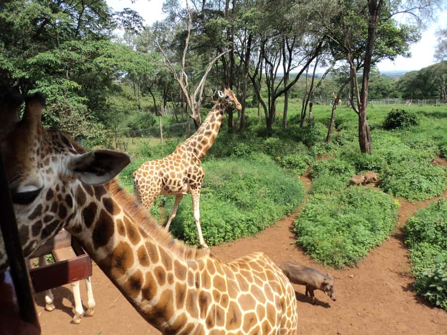 Nairobi National Park Full-Day Tour: Private 4WD with Guide - The safari’s best feature is the city-and-wildlife contrast