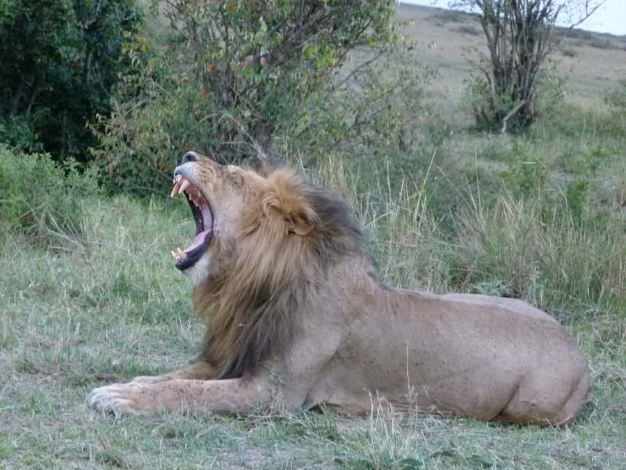Nairobi National Park Full or Half-Day Tour with Guide - Why Nairobi National Park works so well