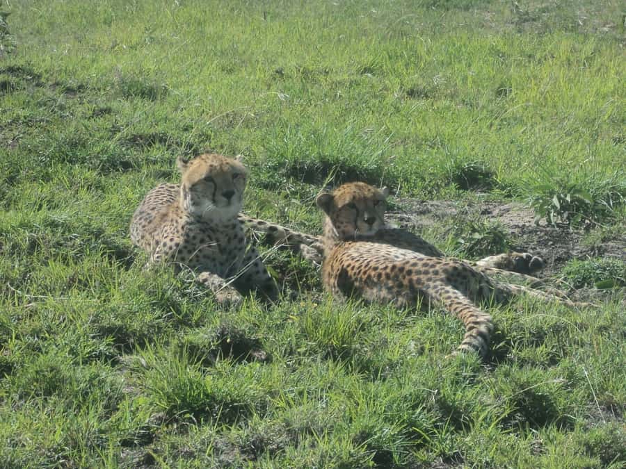 Nairobi National Park Full or Half-Day Tour with Guide - What you might see inside the park