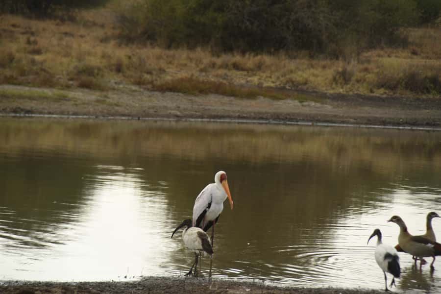 Nairobi National Park Full or Half-Day Tour with Guide - The afternoon safari, dinner, and dance show