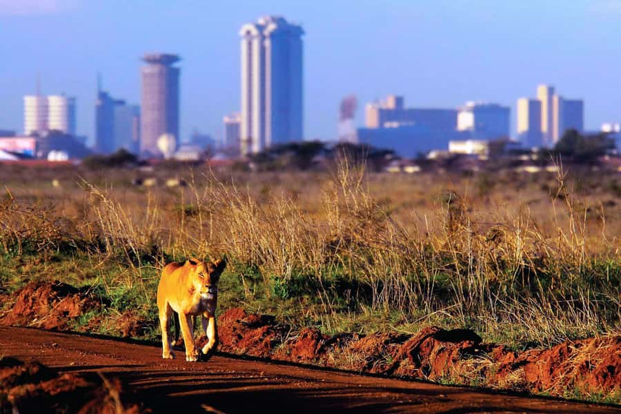 Nairobi National Park Full or Half-Day Tour with Guide - Price, park fees, and real value