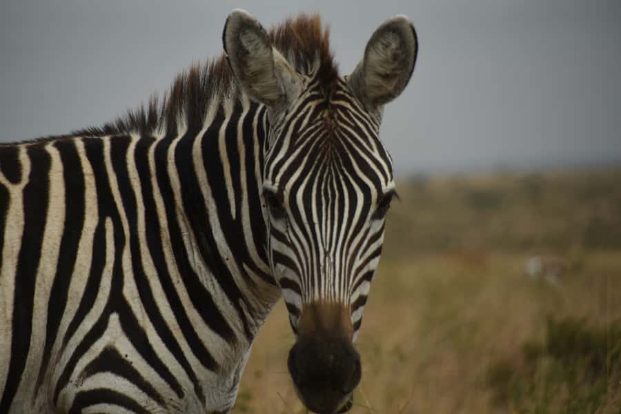 Nairobi National Park Full or Half-Day Tour with Guide - Who should choose this tour