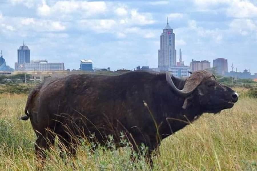 Nairobi national park game drive - Why Nairobi National Park makes sense for a short safari