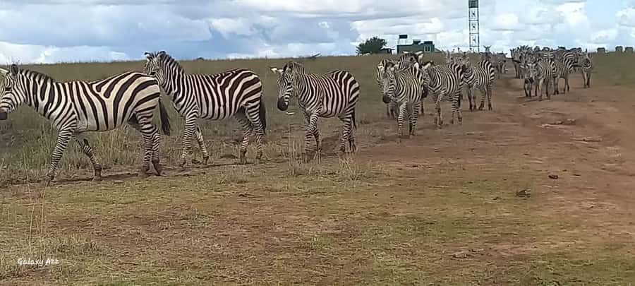 Nairobi national park game drive - Four hours of game viewing inside the park