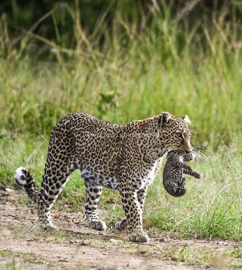 Nairobi national park game drive - Scenic driving and photo stops